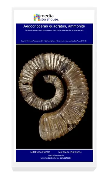 Aegocrioceras quadratus, ammonite