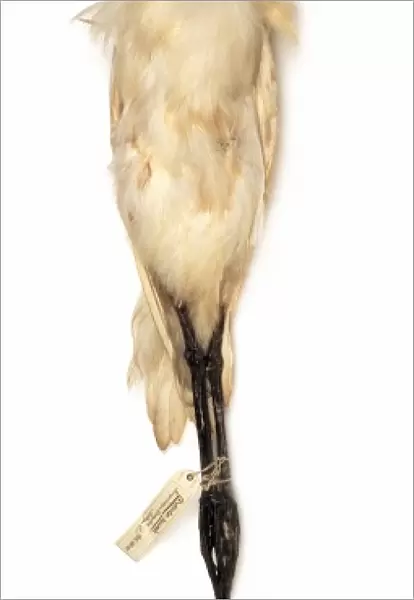 Bubulcus ibis, cattle egret