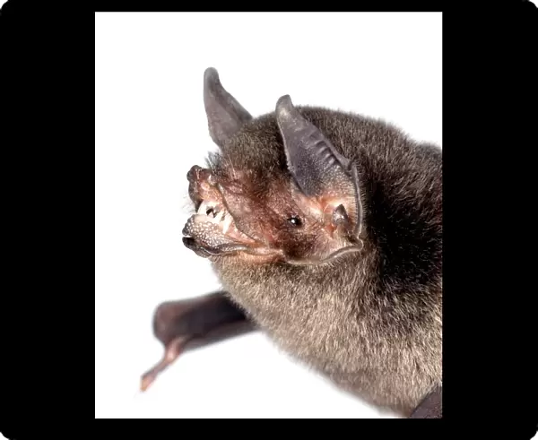 Pteronotus davyi fulvus, Davys naked-backed bat