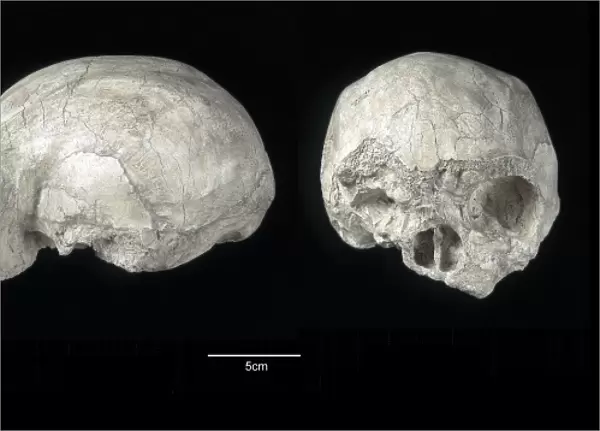 Homo sapiens skull