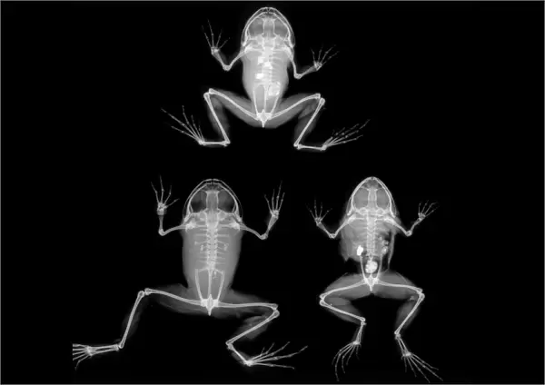 Nyctibatrachus major, frogs
