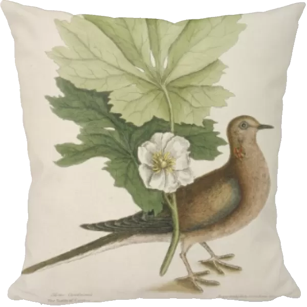 Zenaida macroura, mourning dove