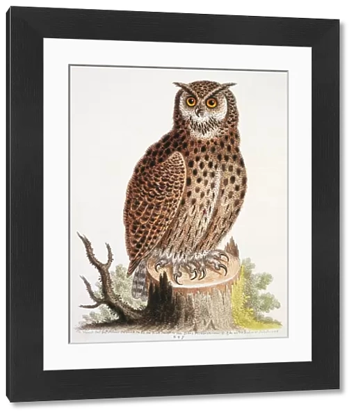 Bubo virginianus, great horned owl