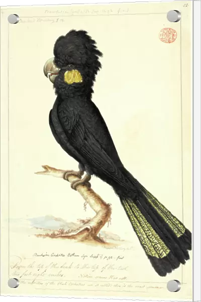 Calyptorhynchus funereus, yellow-tailed black cockatoo