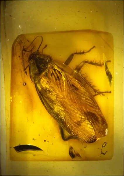 Cockroach in Baltic amber