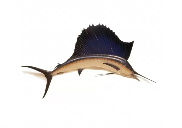 Istiophorus platypterus, Sailfish