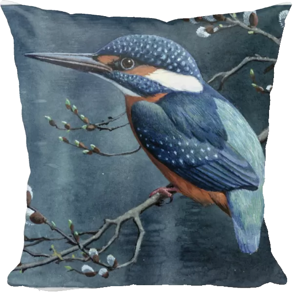 Alcedo athhis, common kingfisher