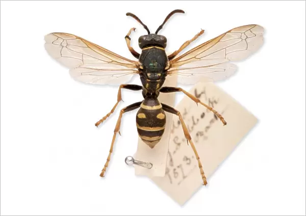 Sir John Lubbocks pet wasp