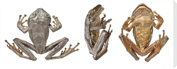 Philautus maia, shrub frog