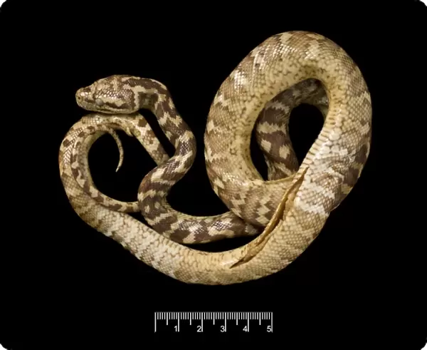 Morelia spilota variegata, carpet python