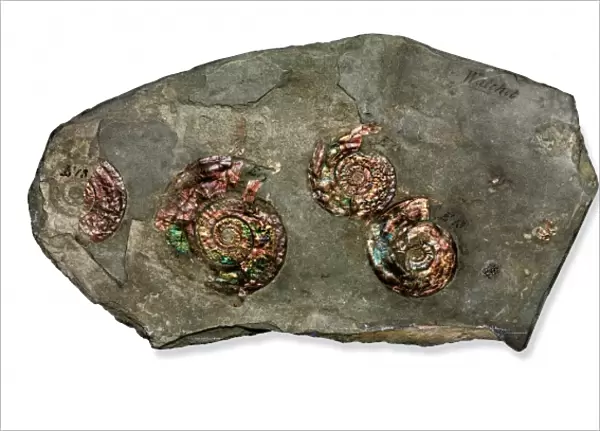 Psiloceras planorbis, nacreous ammonite