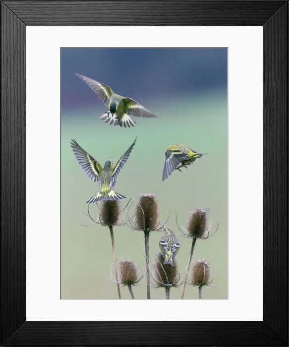 Framed Print : Siskin Print - Birds Fighting Over Teasel Framed Print : Siskin Print - Birds Fighting Over Teasel