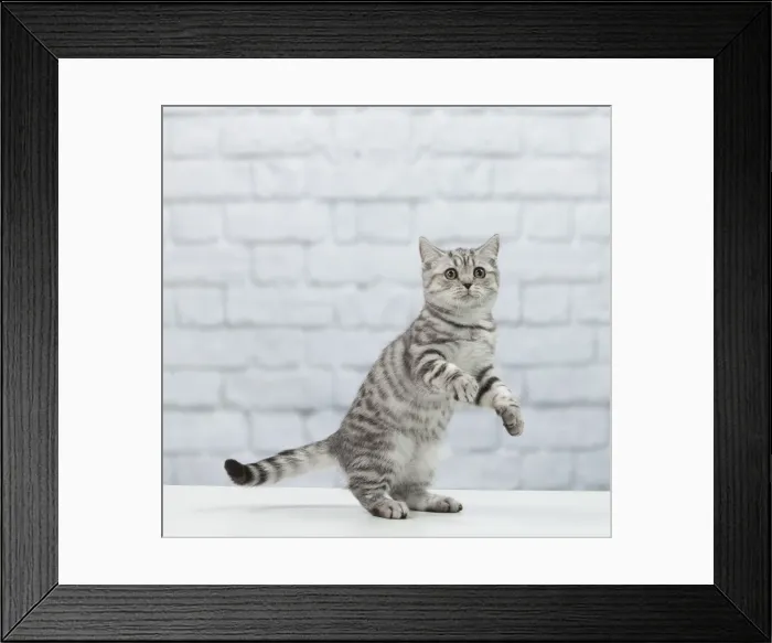 Framed Print : British Shorthair Kitten Print Framed Print : British Shorthair Kitten Print