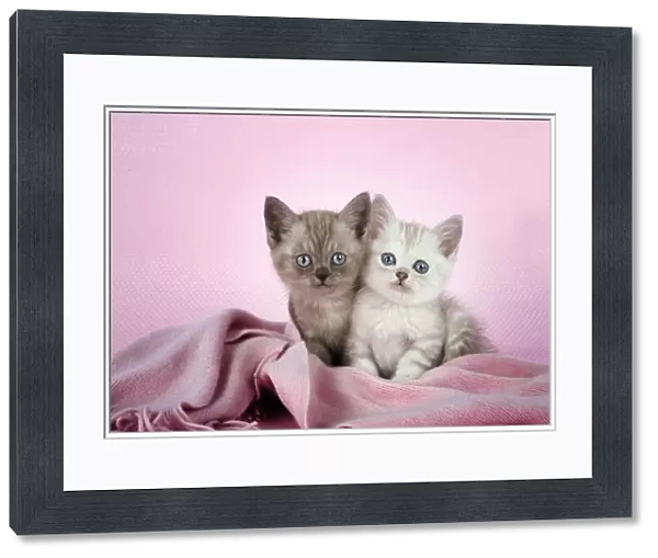 Cat. Asian. Brown classic tabby smoke kitten (8 weeks) and Chocolate classic tabby kitten (8 weeks) in pink scarf Digital Manipulation