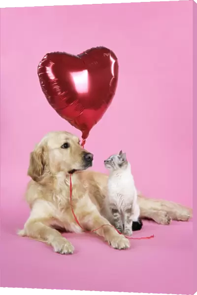 Dog and Cat - Golden Retriever and cat with heart balloon