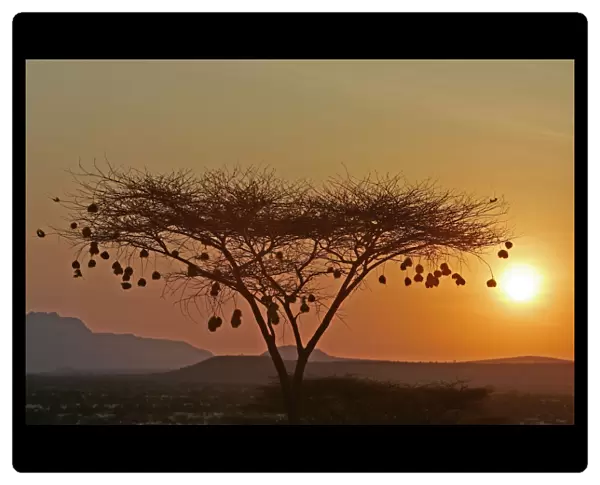 Samburu. WAT-9159. Weaver Bird nests silhouetted in tree at sunset