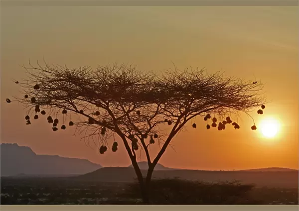 Samburu. WAT-9159. Weaver Bird nests silhouetted in tree at sunset
