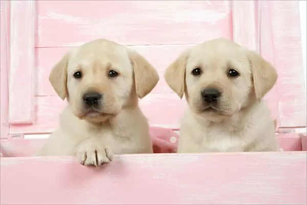 DOG. Labrador retriever puppies in a wooden box