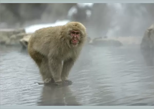 Japanese Macaque Monkey - standing on rock in middle of hot springs. Hokkaido, Japan