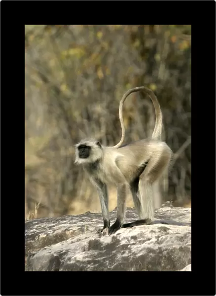 Hanuman  /  Grey or Common Langur monkey Bandhavgarh NP India
