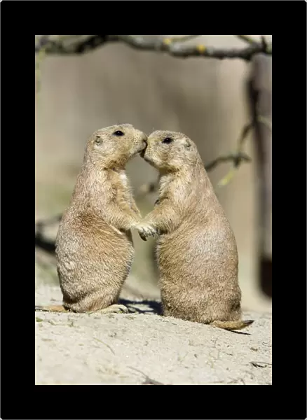 Black-tailed Prairie Dog - pair showing affection behaviour, Emmen, Holland