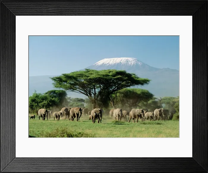 Framed Print : African Elephant Print, Amboseli National Park Framed Print : African Elephant Print, Amboseli National Park