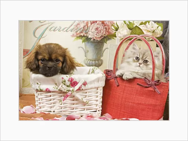 Persian Cat with Tibetan Spaniel puppy in baskets