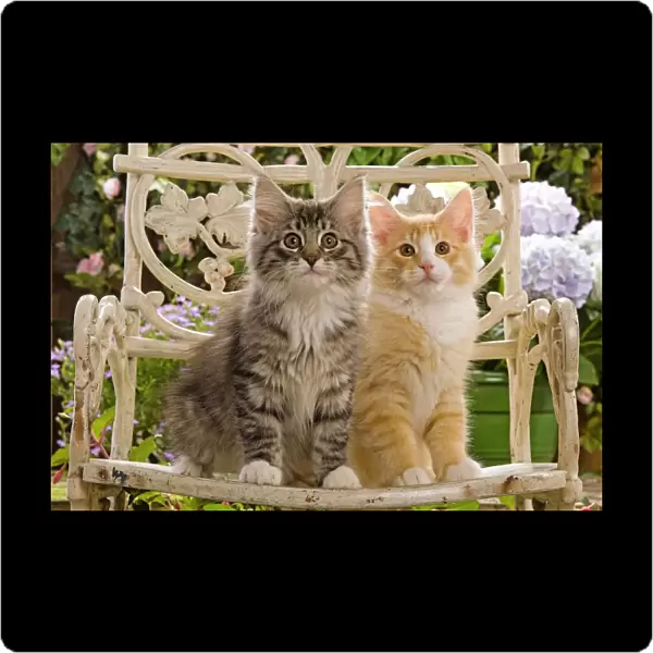 Norwegian Forest Cat - two kittens sitting on chair & flowers