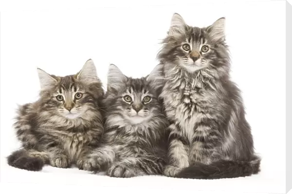 Norweigan Forest Cat - three kittens in studio