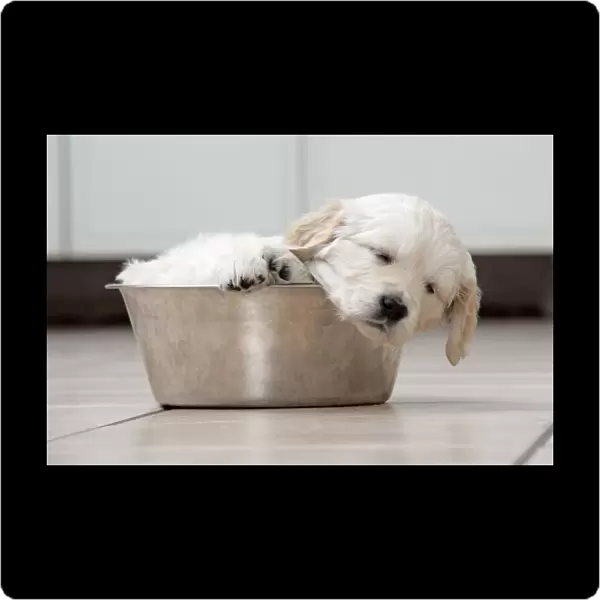 Dog. Golden Retriever puppy (6 weeks) sleeping in dog bowl