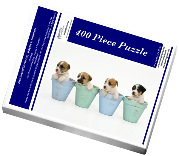 Jack Russell Terrier Dog - puppies in flowerpots