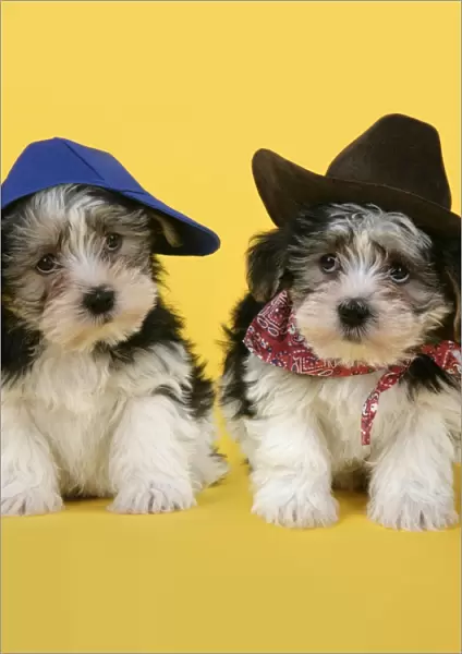 Dog. Lhasa Apso cross puppies (7 weeks old) wearing hats and scarf