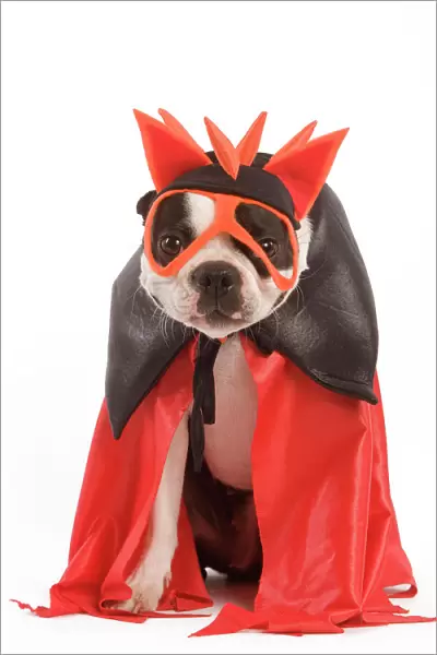 Dog - Boston Terrier wearing fancy dress  /  superhero costume