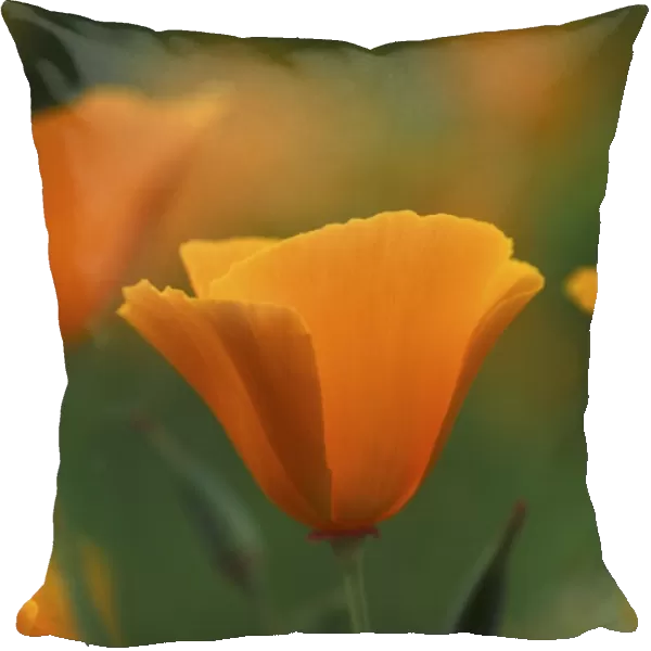 Californian Poppy - annual - May Cottage Garden in Kent, UK