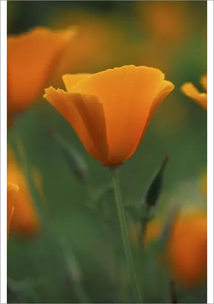 Californian Poppy - annual - May Cottage Garden in Kent, UK
