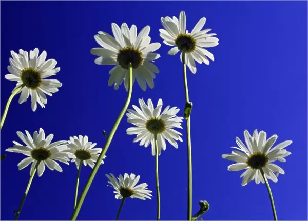 Ox-eye Daisy- flowers against a blue sky, Lower Saxony, Germany