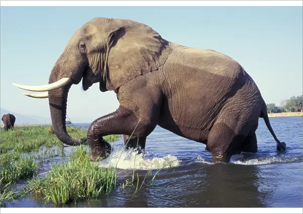Large African Elephant. Bull. Zambezi River, Mana Pools National Park, Zimbabwe, Africa. 3ME252
