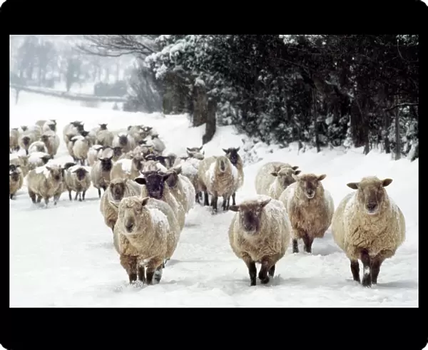 Sheep - Cross Breds in snow. Herefordshire, UK