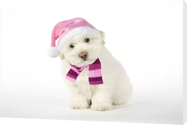 DOG - Coton de Tulear puppy ( 8 wks old ) wearing pink hat & scarf