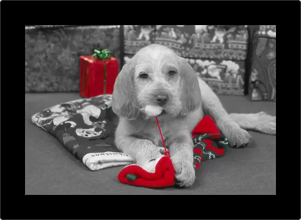 Spinone Dog - Puppy at Christmas Black and White with selective colouring