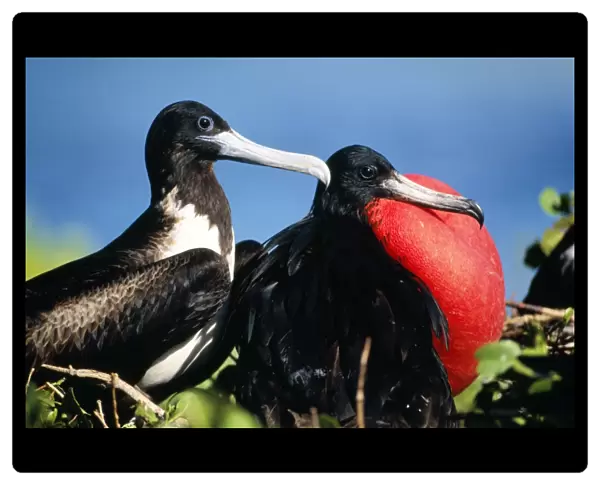 Magnificent Frigatebird Male / female courtship display