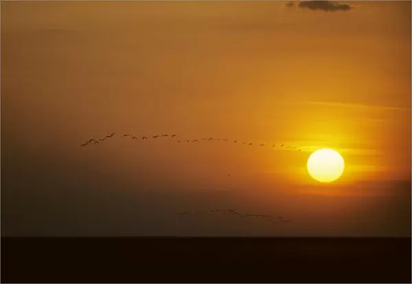 Ibis - Flying to Roost at Sunset Llanos, Orinoco delta, Venezuela BI005787