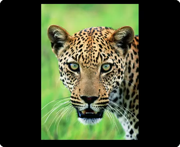 Leopard. HAY-291-M1. Leopard - close-up of head