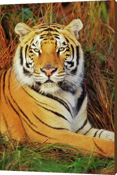 Bengal Tiger 4MR1420