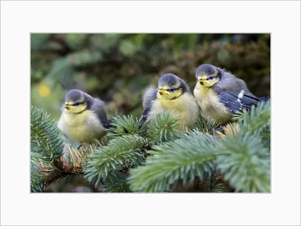 Blue tit - three chicks in pine tree