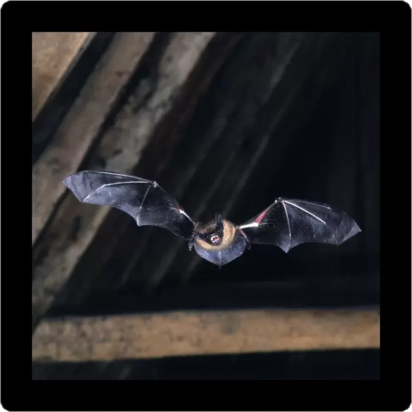 Serotine Bat - in flight