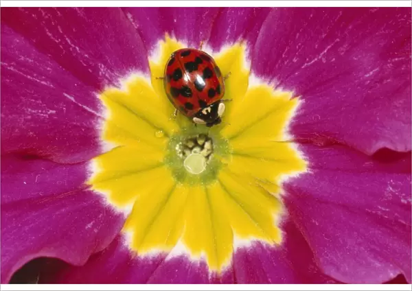 Harlequin Ladybird - deep red with black spots form