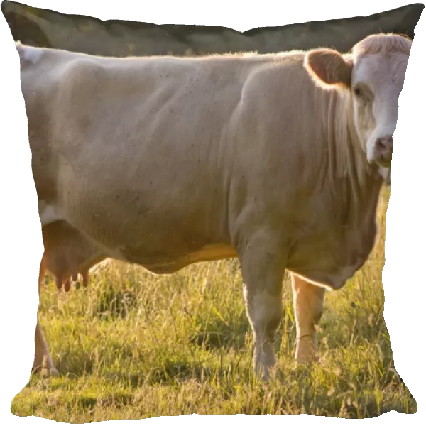 Cow standing in field, UK