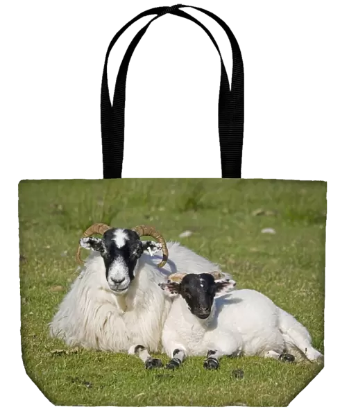 Scottish black-faced ewe and lamb, Isle of Mull, Scotland, U
