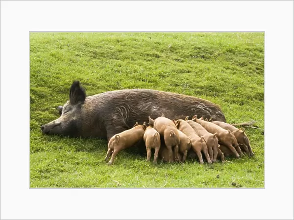 Iron Age Pig - with large litter of suckling piglets. Rare Breed Trust Cotswold Farm Park Temple Guiting near Stow on the Wold UK. Not a true breed they are a reconstruction of how the animals once looked created in the early 1970's by crossing